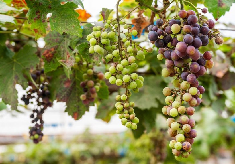 10 Benefits of Grape Seed Extract, Based on Science