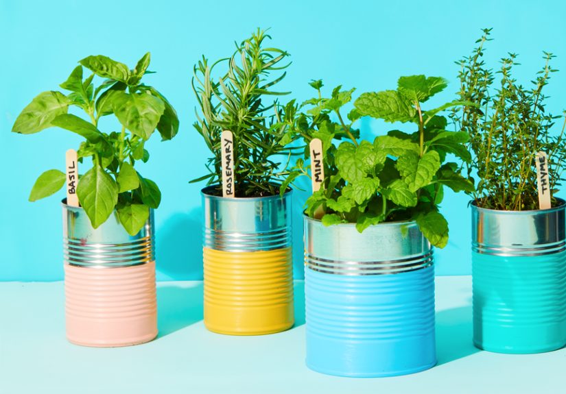 10 Best Herbs to Grow Inside Year-Round