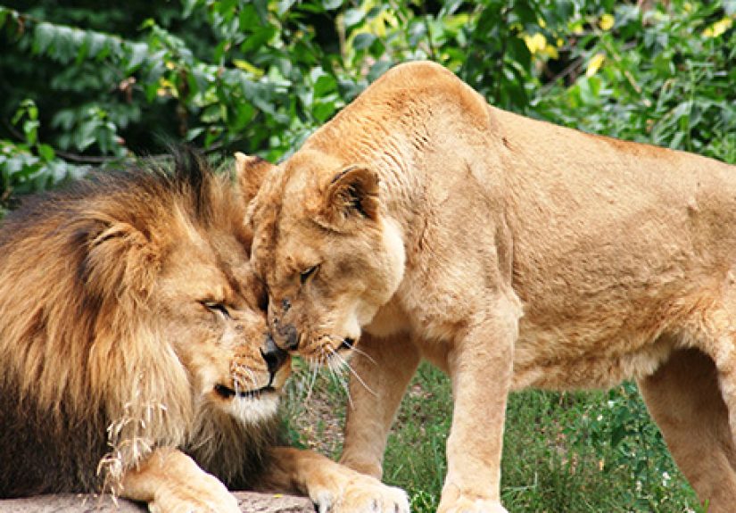 10 More Incredible Examples of Animal Sexuality
