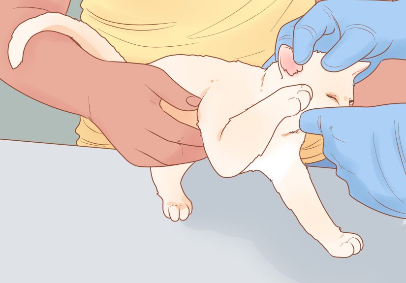 4 Ways to Take Care of Kittens