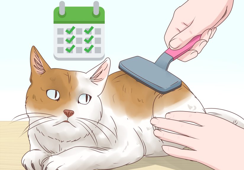 5 Ways to Help a Cat Cough Up a Hairball