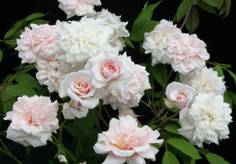 6 Fascinating Facts About Roses That You Probably Didn’t Know