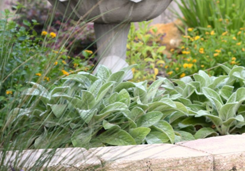 6 Landscaping Tips for Small Yards