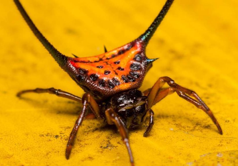 6 Terrifying Spiders That Will Haunt Your Dreams