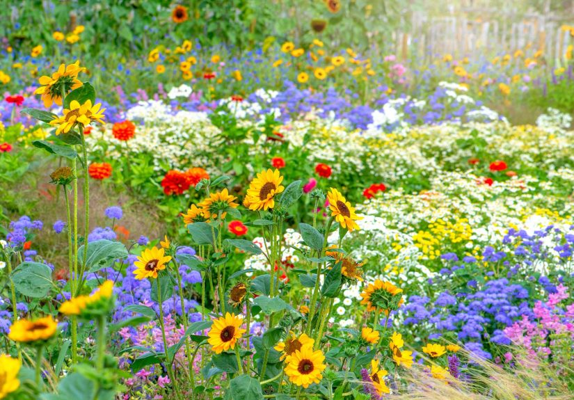 7 Celebrity-Inspired Flowers That Deserve a Spot in Your Garden