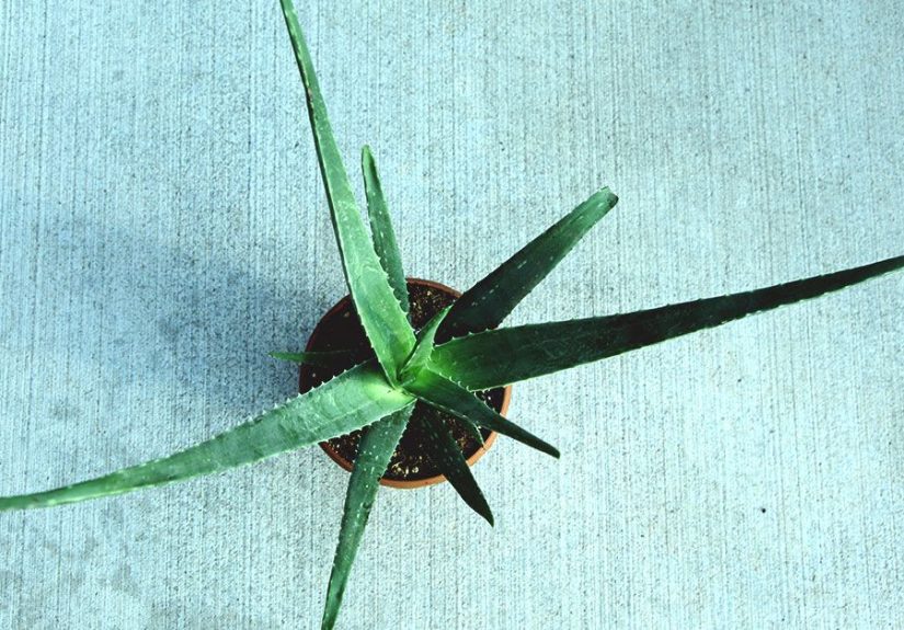 Aloe Vera for Dark Spots on the Skin: Does It Work?