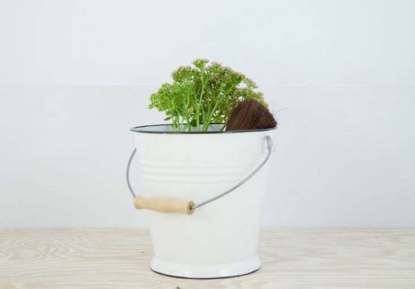 Basics for the Windowsill Gardener, Poland Edition