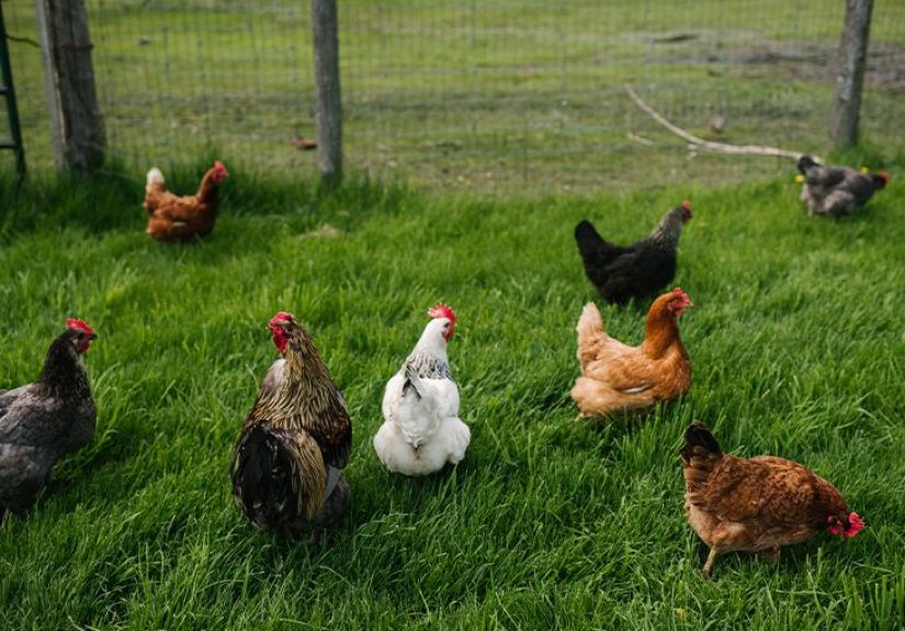 H5N1 Bird Flu Detected in Pig for First Time in US: What to Know