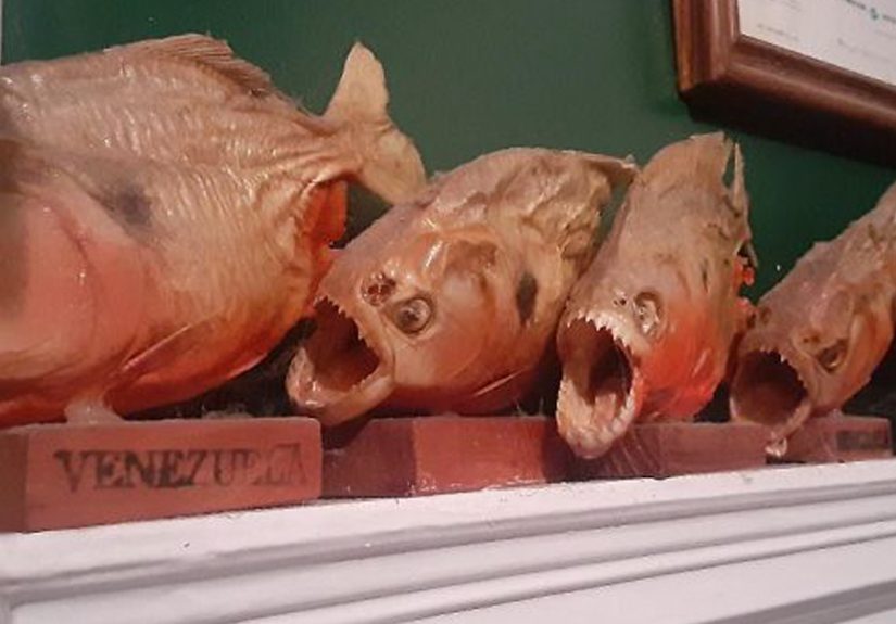 Hey Pandas, What Is The Weirdest Thing You Own?