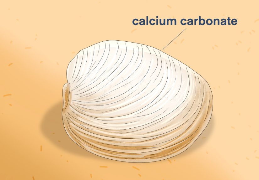 How Do Clams Reproduce? Fertilization, Life Cycle & More