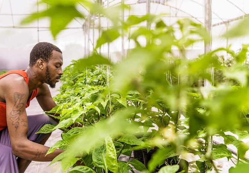 How Do You Grow Food Sustainably in the Caribbean?