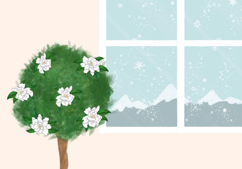 How to Care for a Gardenia: 14 Steps