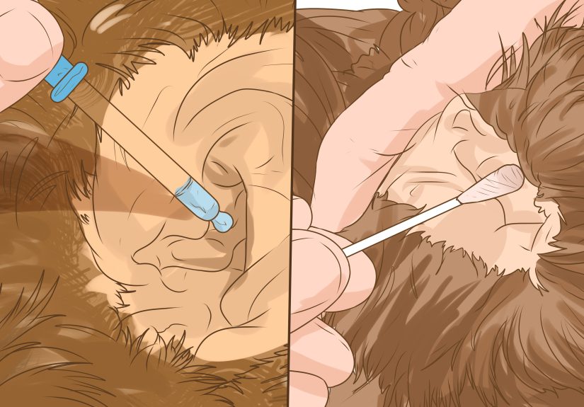 How to Clean Cockapoo Ears: 10 Steps