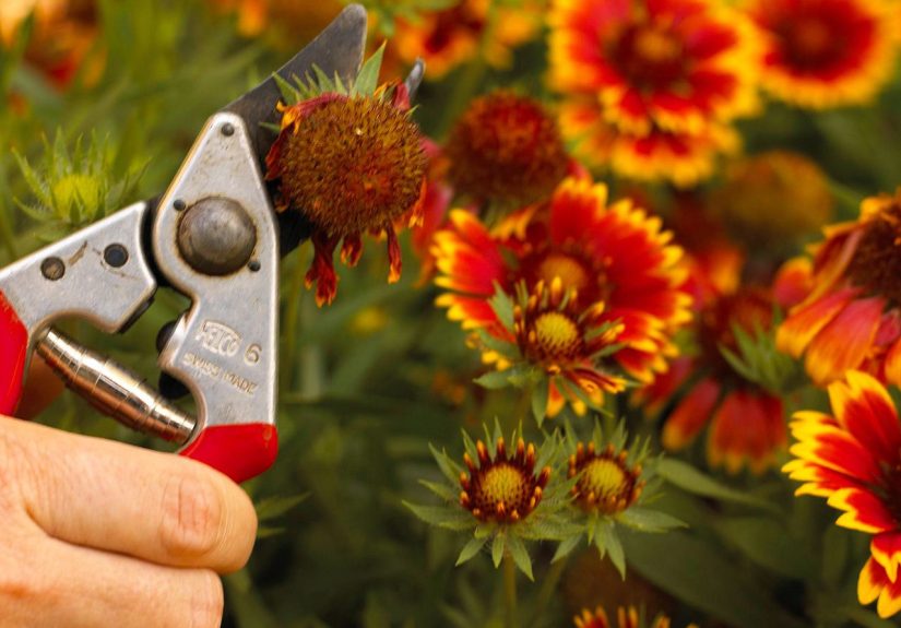 How to Deadhead Flowers for the Longest Blooming Plants