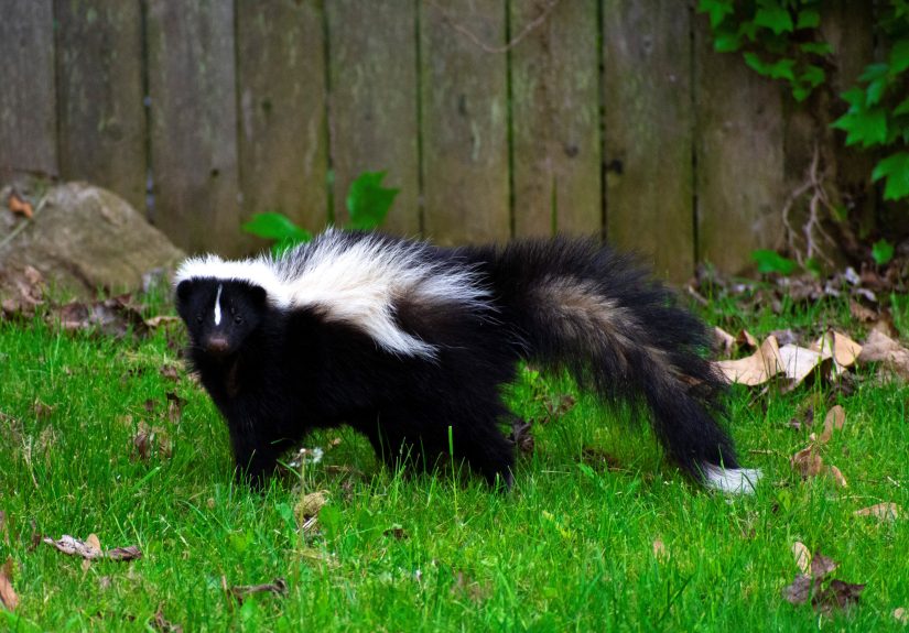 How to Get Rid of Skunks in Your Yard