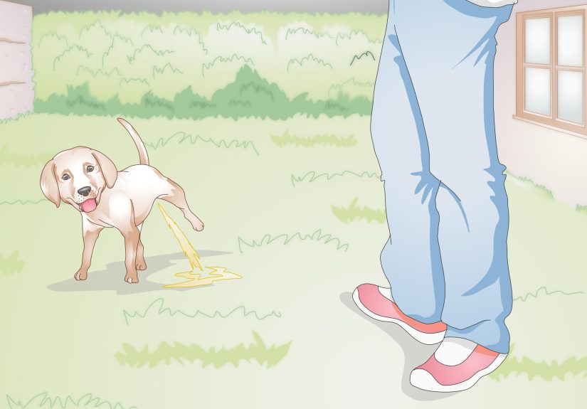 How to Get Your Puppy to Sleep in Its Own Bed: 10 Steps