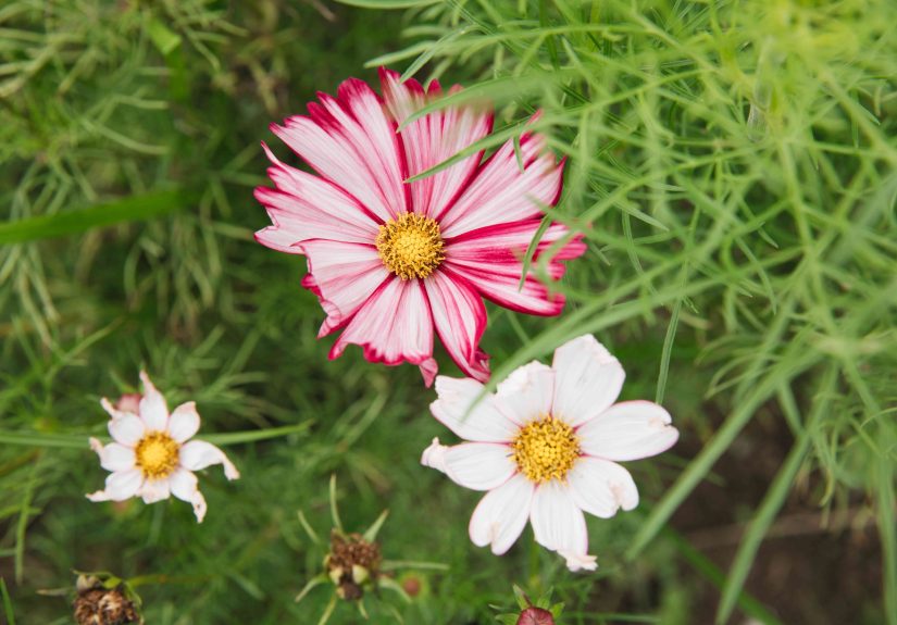 How to Grow and Care for Cosmos