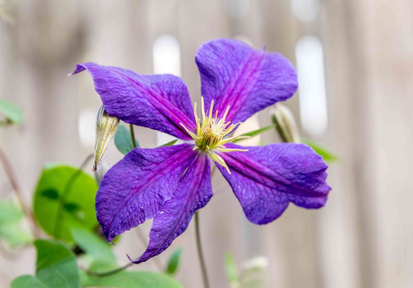How to Grow and Care for Jackman’s Clematis