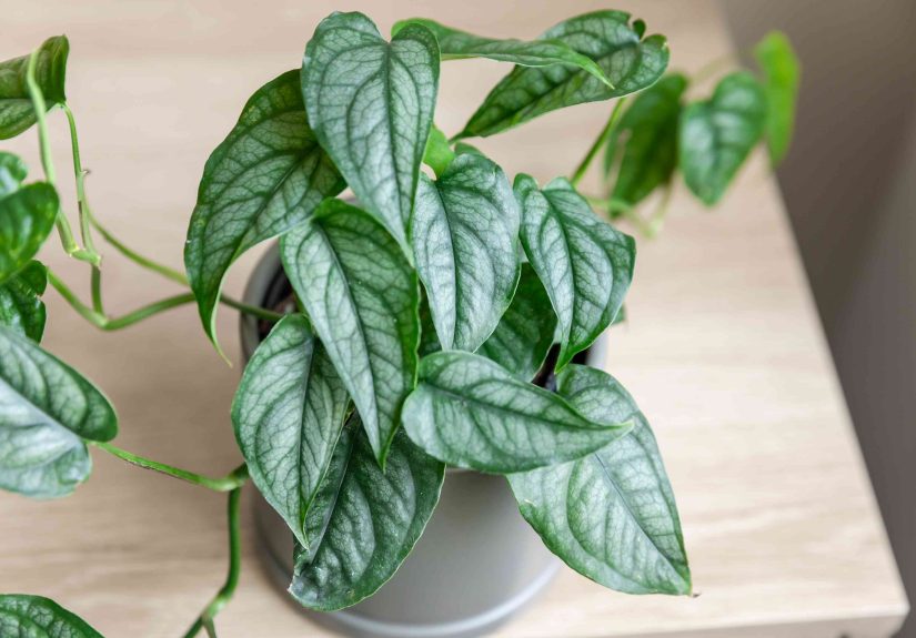How to Grow and Care for Monstera Siltepecana