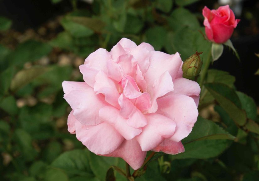 How to Grow and Care for Queen Elizabeth Rose