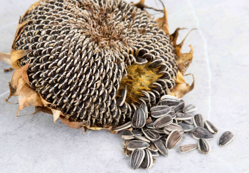 How to Harvest Sunflower Seeds the Easy Way
