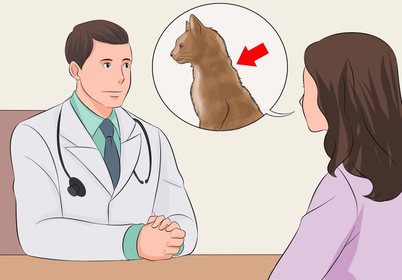 How to Make Your Cat's Fur Soft and Shiny