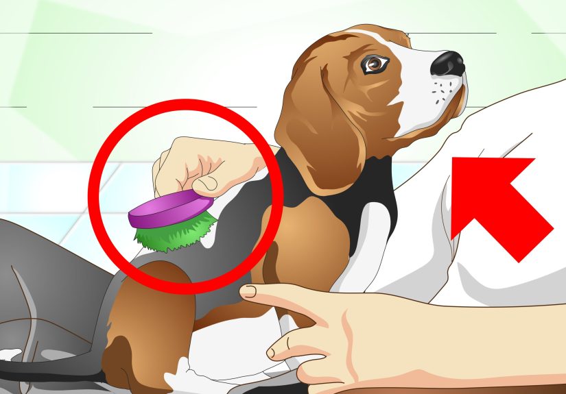 How to Nurse a Dog when It's Sick: 12 Steps
