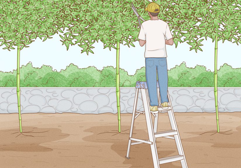 How to Plant a Bamboo Fence