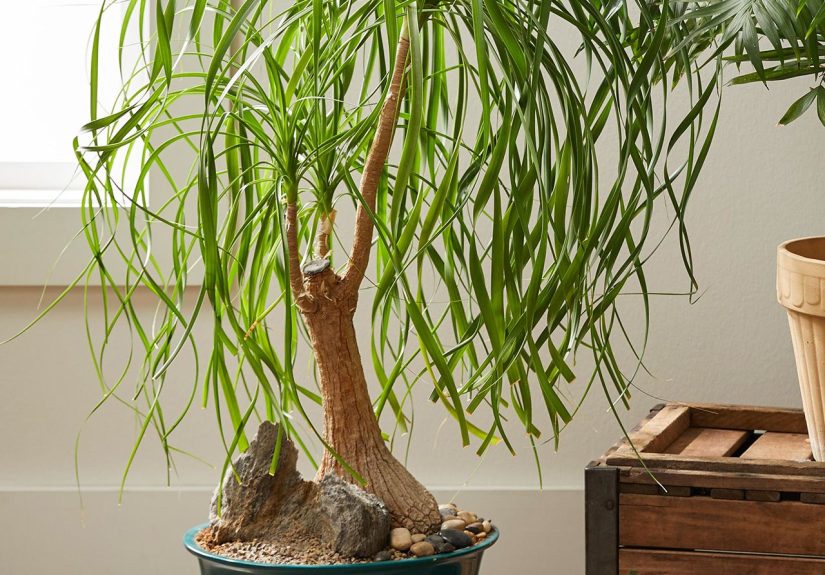 How to Plant and Grow Ponytail Palm