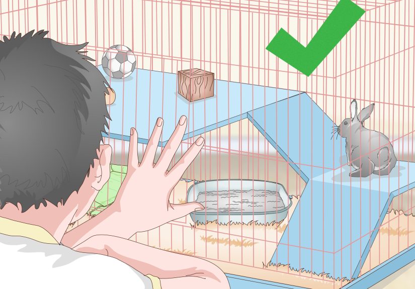 How to Prepare a Rabbit Cage