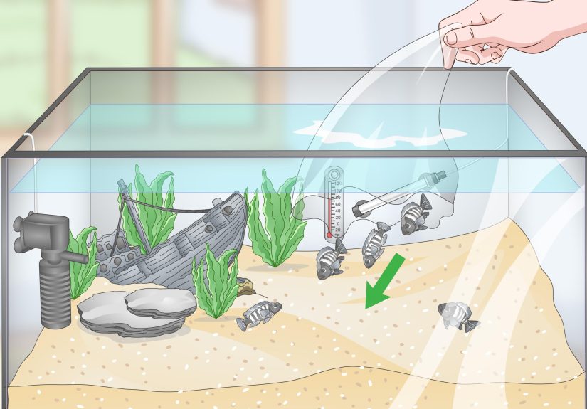 How to Set up a Tropical Freshwater Aquarium