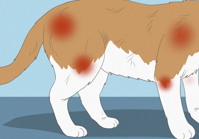 How to Stop Cats from Scooting on the Rug: 12 Steps