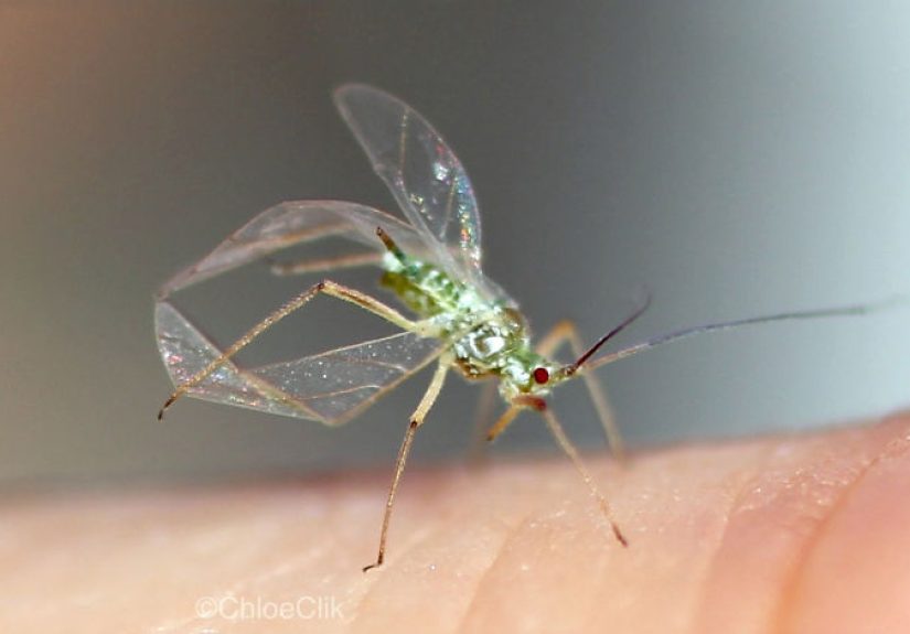 I Photographed An Acrobatic Aphid