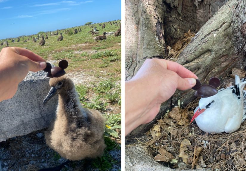 I Took Pictures Of Birds With Mickey Mouse Hats