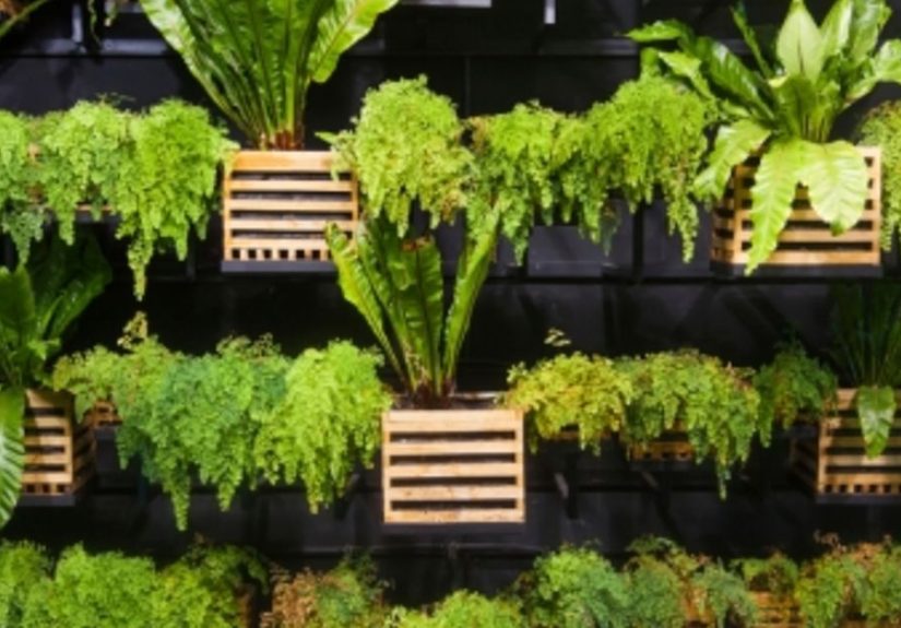 Living Wall: Create a Vertical Garden