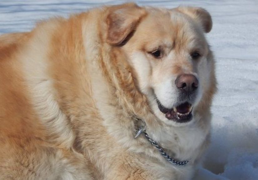 Overweight Golden Retriever’s Owner Demanded Vet Put Him Down, Luckily, He Refused (21 Pics)