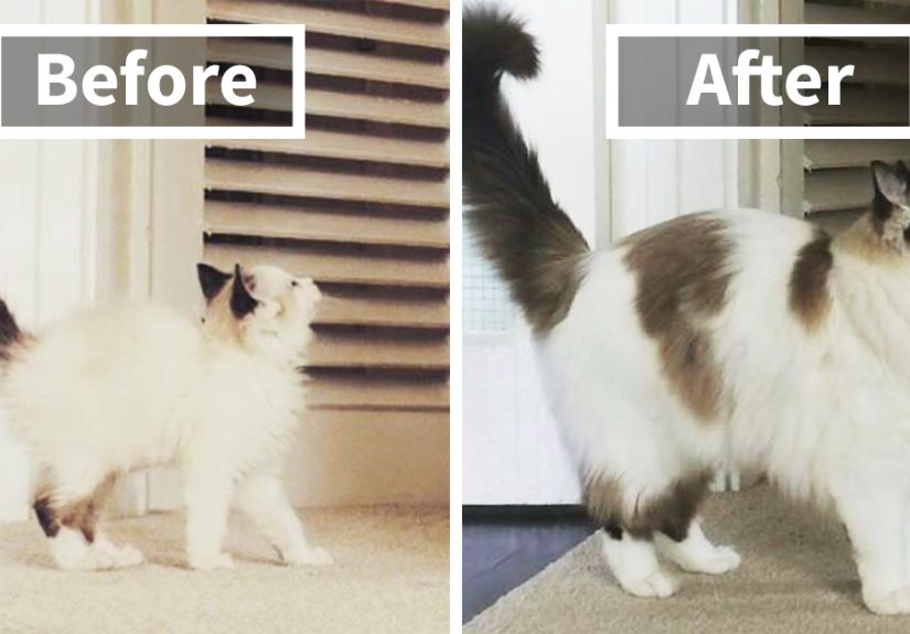 Share Then And Now Pictures Of Your Cat Growing Up