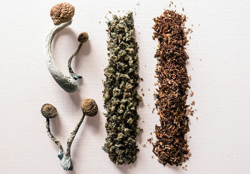 Shrooms and Weed: How They Compare and Interact
