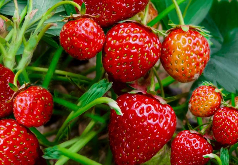 Strawberries: Plant Care & Growing Guide