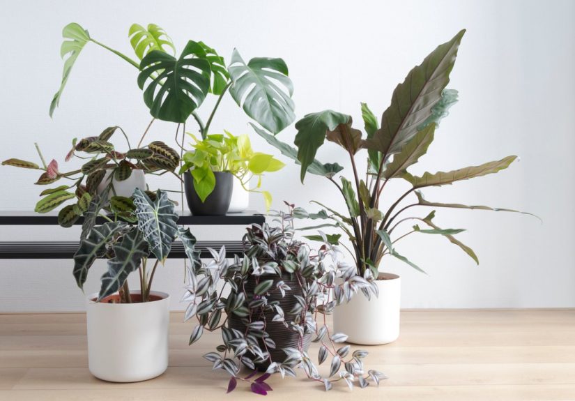 The 22 Best Indoor Trees for the Home - Bob Vila
