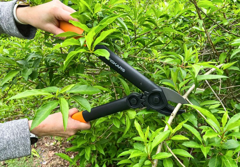 The 9 Best Tree Loppers The Spruce Has Tested
