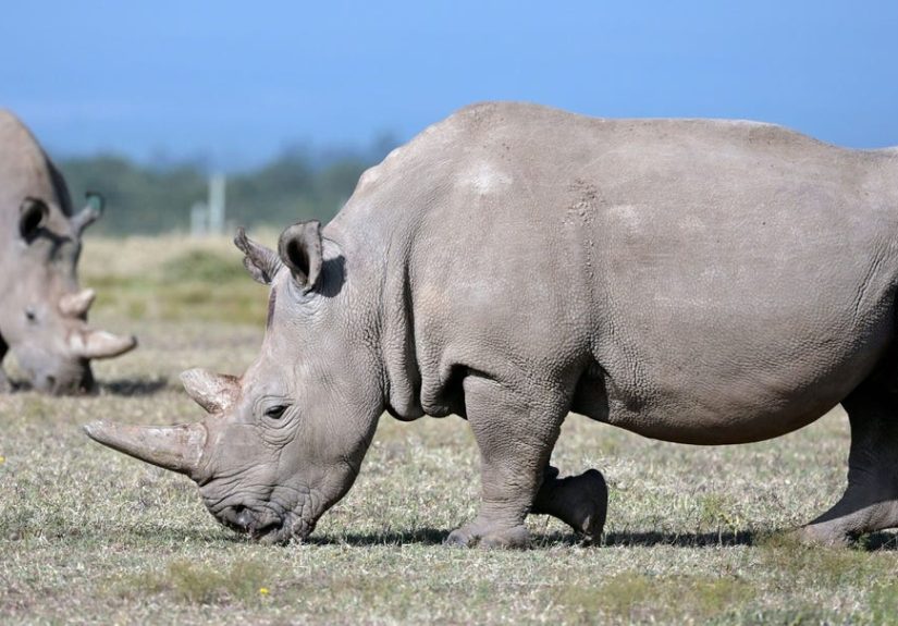 These 23 Extinct Animals Have Disappeared in the Past 150 Years