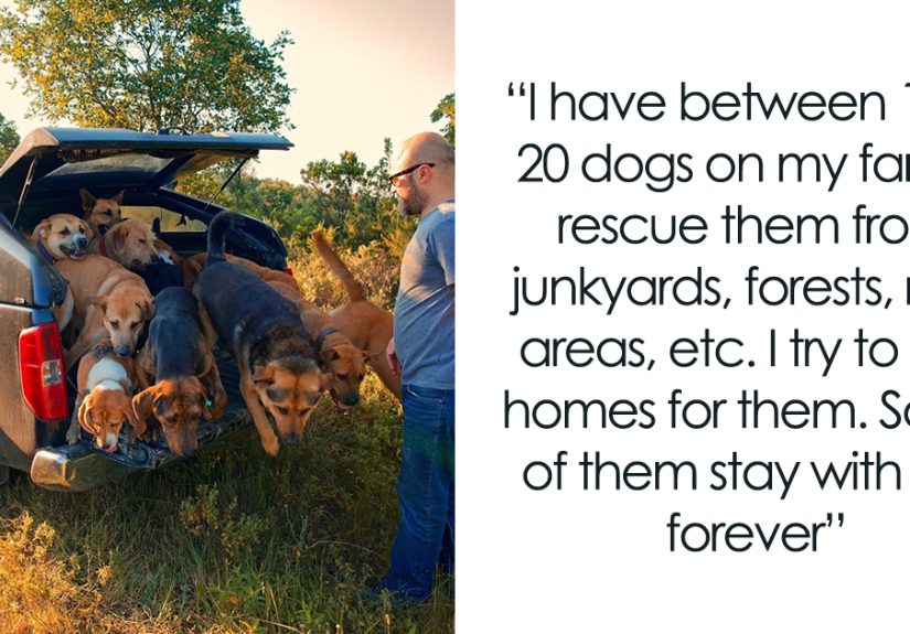 This Man Turned His Farm Into An Animal Shelter That Not Only Has Dogs And Cats But Also Other Animals Such As Horses, Seagulls And Others
