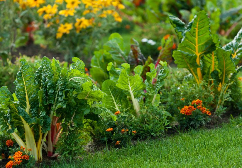 We Asked Garden Pros When to Plant Veggies to Get the Best Harvest