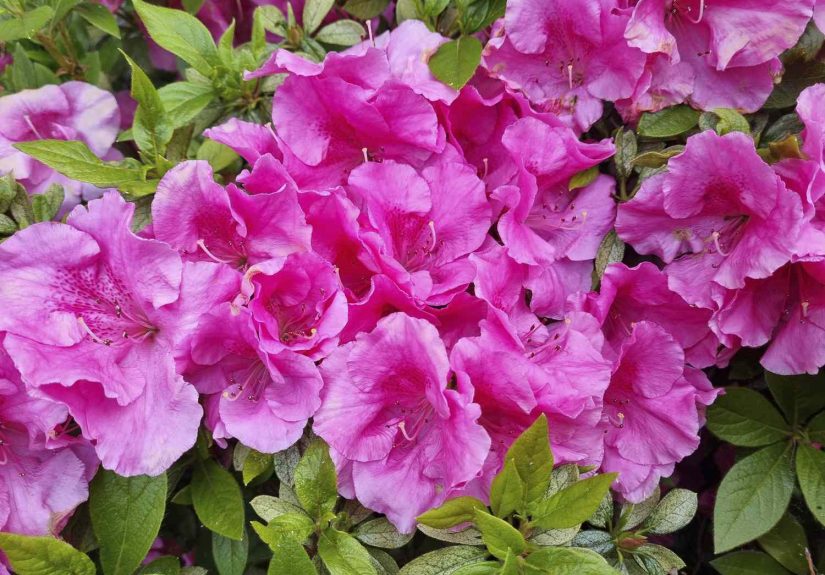 Why Isn't My Azalea Bush Blooming? Gardening Pros Weigh In