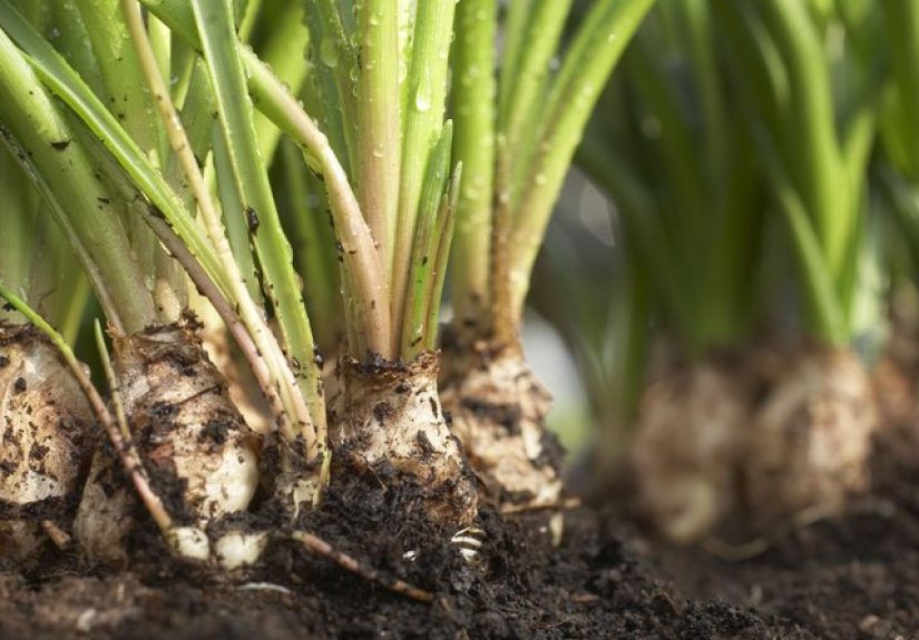 Will Grapefruit Seed Extract Kill Worms?
