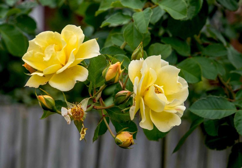 10 Colored Roses You Can Grow