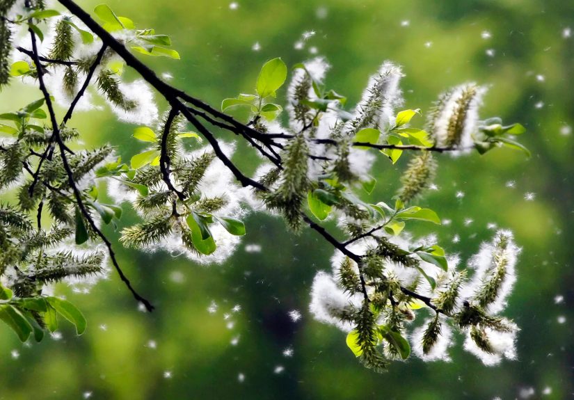 10 Worst Cities for Spring Allergies