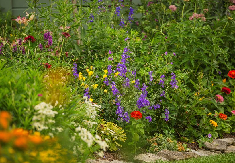 10 Zinnia Companion Plants for a Pollinator Friendly Garden