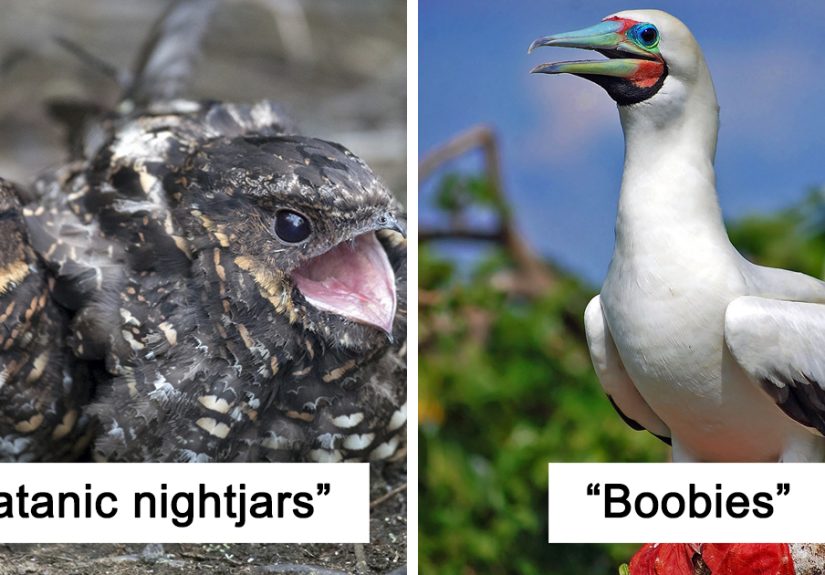 28 Funny Bird Names That Make Light Fun Of Our Flying Friends